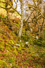 Fototapeta premium The Scottish Highlands Has An Abundance Of Trees Arranged In Many Different Ways