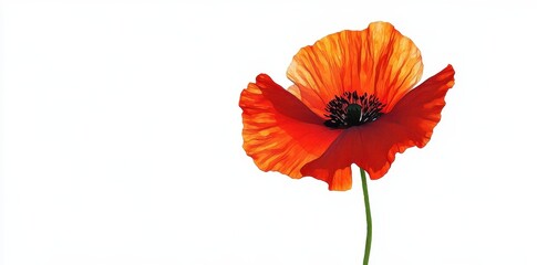 Vibrant red poppy flower stands against a stark white background
