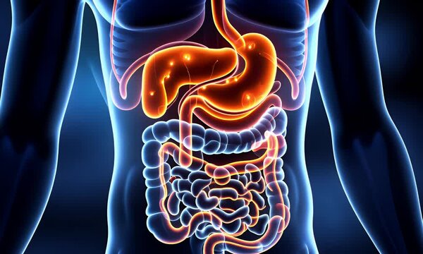 Human Digestive System Anatomy - 3D Medical Illustration