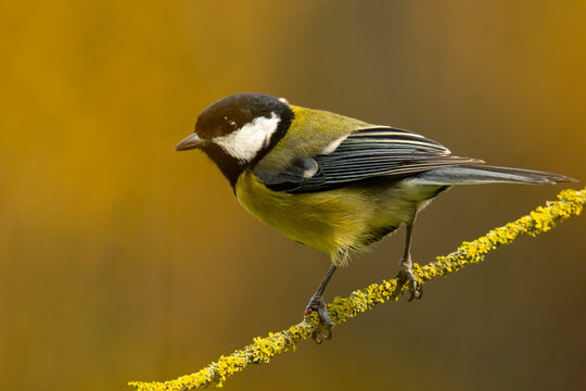 Great tit perched on a lichen-covered branch in autumn