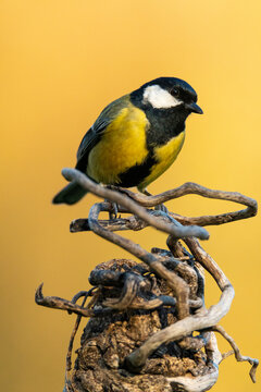 Great tit perched on twisted branches against yellow background