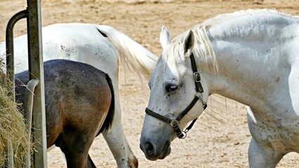 Slowenien Pferde © Florian