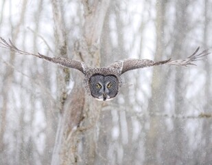 great gray flight shot in a snow storm