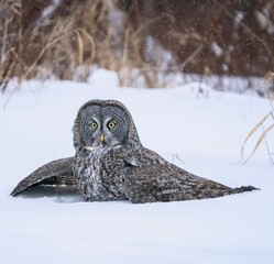 great gray hunting in the deep snow