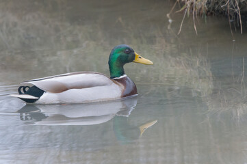 male mallard duck close up in Brittany