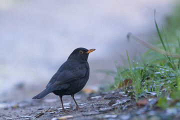 portrait of a common blackbird