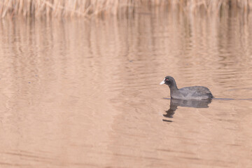portrait of a Eurasian coot on the water