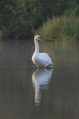 Portrait of a mute swan on the water with its reflection and the light of the sunrise