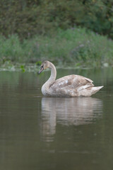 portrait of a juvenile mute swan in profile with beautiful gray-white plumage
