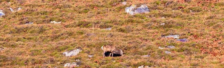 One Of The Wonderful Animals Often Seen On Farmland, The Highland Stag Is A Majestic Character