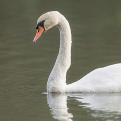 portrait of an adult mute swan in profile with beautiful white plumage