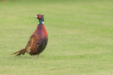 Fototapeta premium Reflection of the colorful plumage of a male common pheasant on grass
