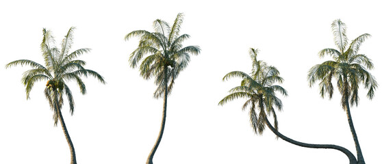 Set of Cocos nucifera (The coconut tree) frontal isolated png on a transparent background perfectly cutout