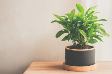 A small potted plant sits on a wooden table