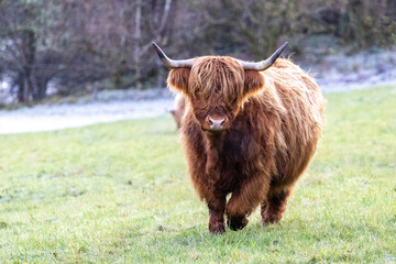 One Of The Wonderful Animals Often Seen On Farmland, The Highland Cow Is A Unique Character