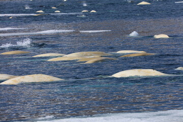frozen river in winter