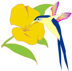 colibrí alimentándose del néctar de una flor © Juan