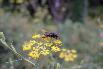 a wasp is walking over a yellow flower