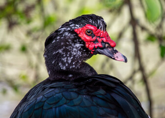 Muscovy Duck (Cairina moschata), commonly found in wetlands and farmlands across Central and South America