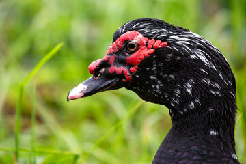 Muscovy Duck (Cairina moschata), commonly found in wetlands and farmlands across Central and South America