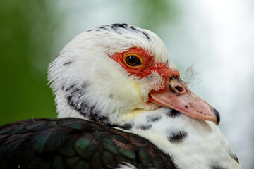 Muscovy Duck (Cairina moschata), commonly found in wetlands and farmlands across Central and South America