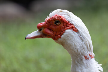 Muscovy Duck (Cairina moschata), commonly found in wetlands and farmlands across Central and South America