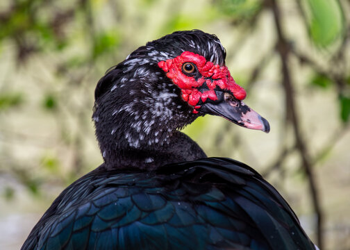 Muscovy Duck (Cairina moschata), commonly found in wetlands and farmlands across Central and South America