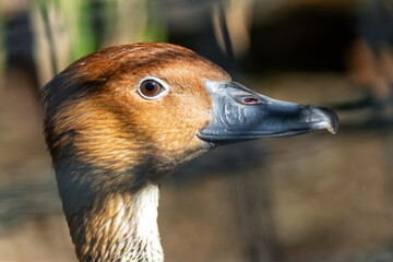 Fulvous Whistling Duck (Dendrocygna bicolor), commonly found in wetlands across the Americas and...