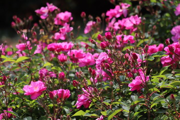 Obraz premium Rose garden