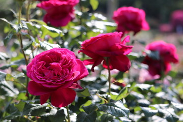 Rose garden