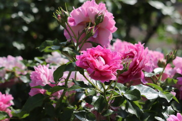 Obraz premium Rose garden