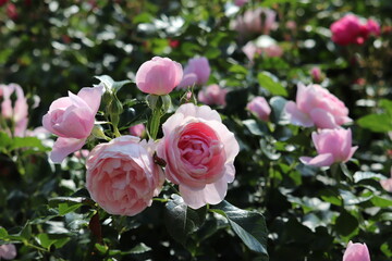 Rose garden