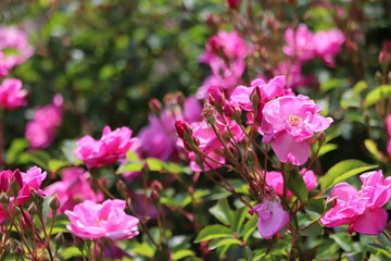 Naklejka premium Rose garden