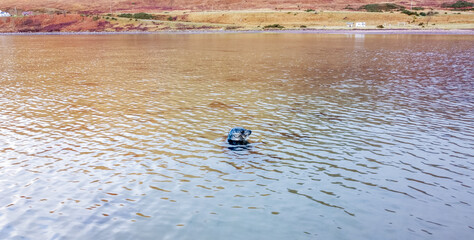 Just One Of The Large Wild Animals Seen In The Scottish Highlands