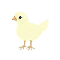 baby chick yellow baby bird illustration 