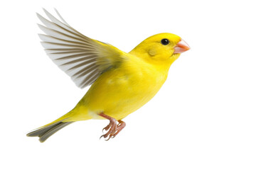 Yellow bird is flying in the air, isolated