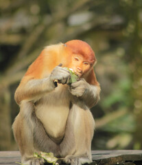 Proboscis Monkey, Nasalis Larvatus or long-nosed monkey, known as the bekantan	
