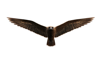 Fototapeta premium Bird with a large head and wings spread wide, isolated