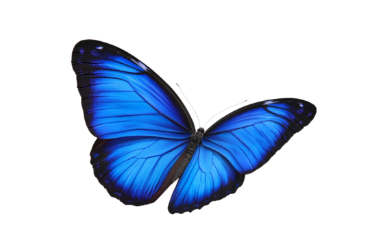 Blue butterfly with its wings spread open, isolated