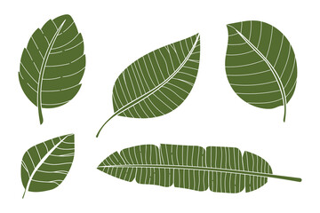 Green Leaf Collection Vector Illustration .Tropical Foliage Set