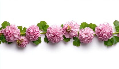 Fototapeta premium Delicate Pink Flowers with Green Leaves on White Background