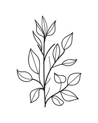 Hand-Drawn Twigs with Leaves in a Botanical Style.Vector illustration