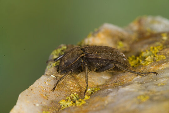 Darkling beetle (Asida spec.), Sardinia, Italy