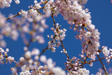 White and Pink Cherry Blossoms with Blue Sky Background