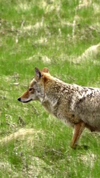 Vertical 4K video series capturing coyotes roaming through spring forests in Edmonton, Canada. Showcases their natural behavior in a lush woodland setting. Perfect for nature and wildlife content.