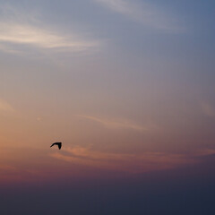Birds are flying in the sky during twilight. Beautiful colorful sky background.