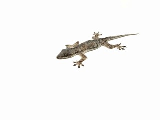 House lizard isolated on white background shoot on close up 