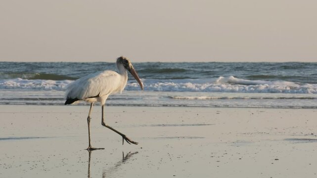 Wood Stork on Vilano Beach, Florida