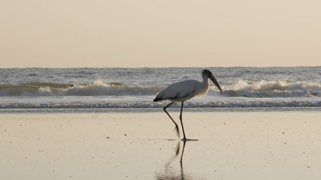 Wood Stork on Vilano Beach, St Augustine, Florida, USA.