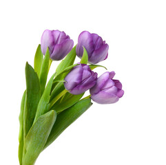 Colorful tulip flowers isolated on white